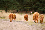 Highland Cattle