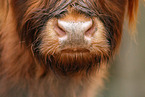 Highland Cattle