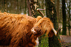 Highland Cattle