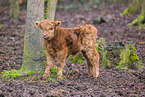 Highland cattle