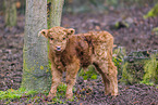 Highland cattle