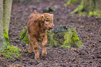Highland cattle