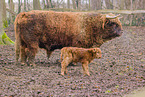 Highland cattle