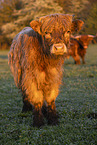 Highland cattle