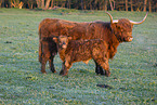 Highland cattle