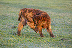 Highland cattle