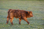 Highland cattle