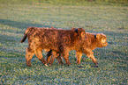 Highland cattle