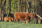 Highland cattle