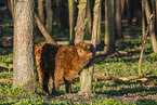 Highland cattle