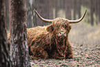 Highland cattle