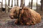 Highland cattle