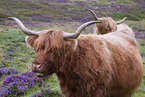 Highland cattle