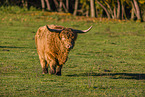 Highland cattle