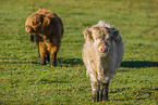 Highland cattle