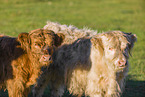 Highland cattle
