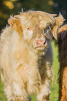 Highland cattle