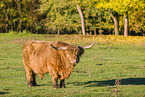 Highland cattle