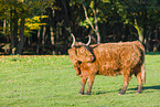 Highland cattle