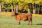 Highland cattle
