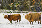 Highland cattle