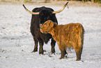 Highland cattle