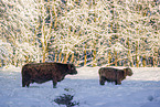 Highland cattle