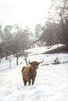Highland Cattle