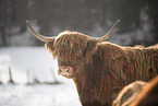 Highland Cattle