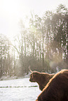 Highland Cattle