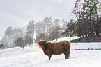 Highland Cattle