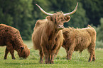 Highland cattle