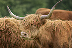 Highland cattle