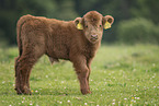 Highland cattle