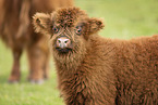 Highland cattle