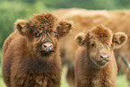 Highland cattle