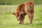 Highland cattle
