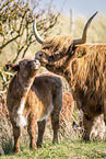Highland cattle
