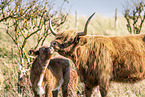 Highland cattle