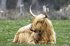 Highland cattle