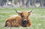 Highland cattle