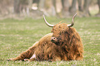 Highland cattle