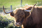 Highland cattle