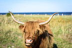 Highland cattle