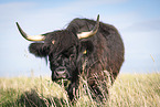 Highland cattle
