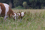 hinterwald cattle