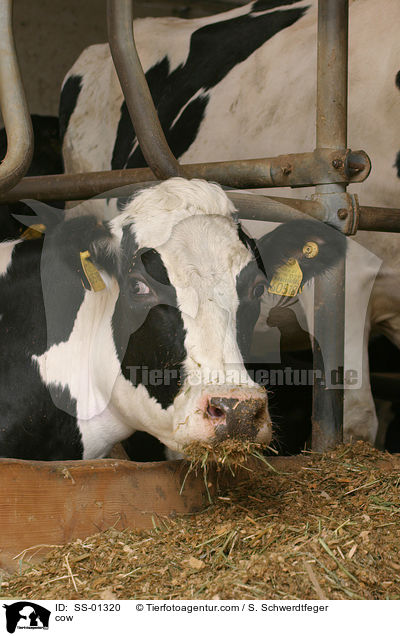 cow / SS-01320