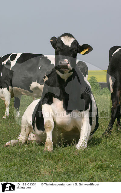 sitting cow / SS-01331