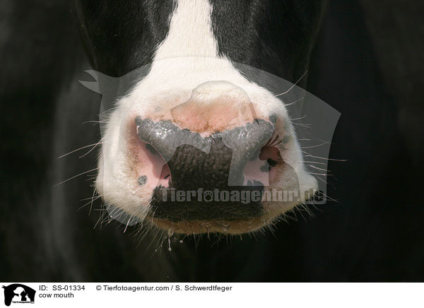 Kuh Maul / cow mouth / SS-01334