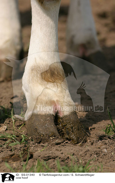 cow hoof / SS-01340